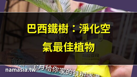 巴西铁树功效
